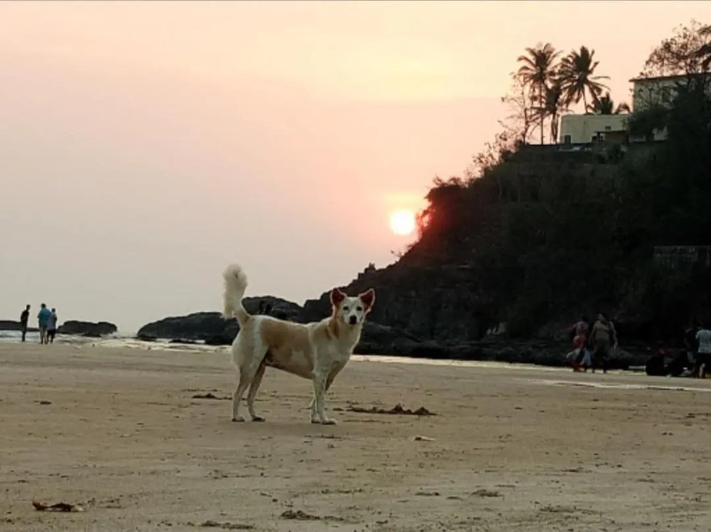 Arambol Hospitality Red Rock