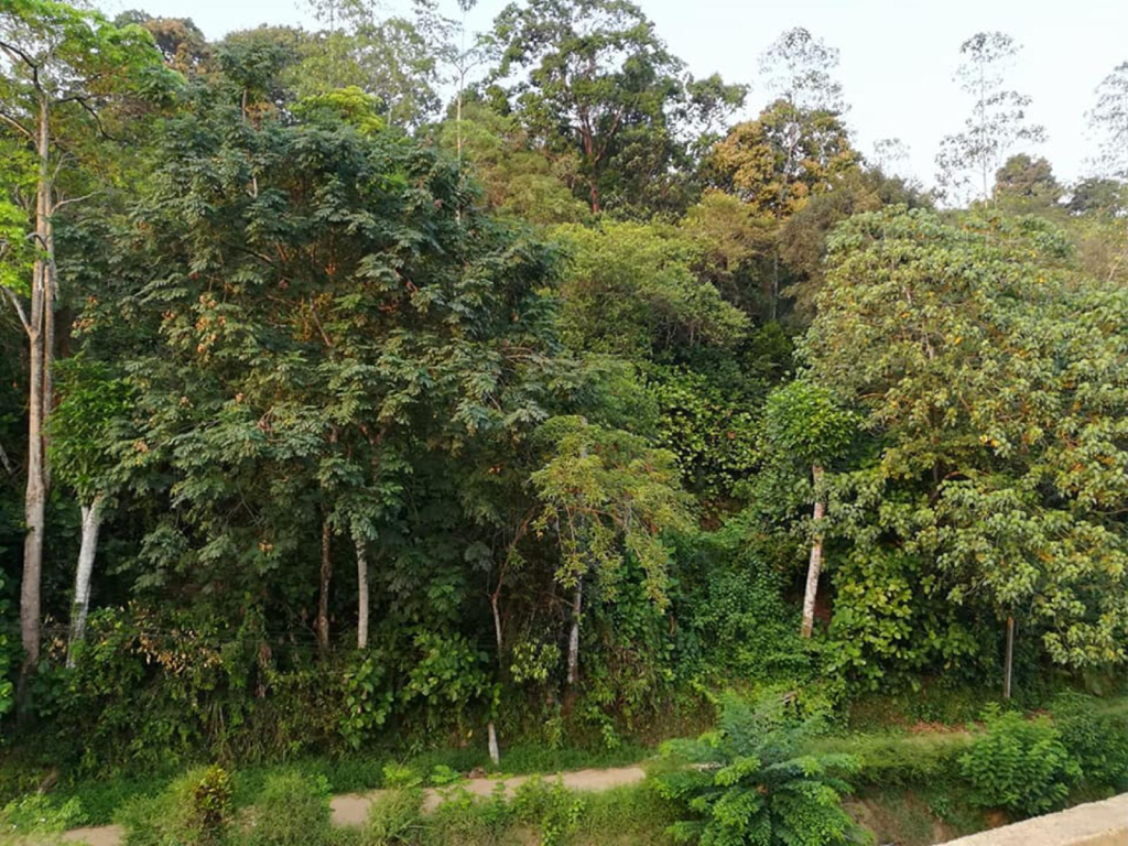 Thilini Tour INN