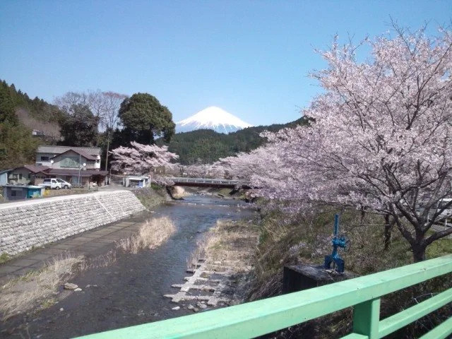 Suikouen Sakura