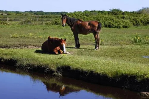 Le Lys des Sables