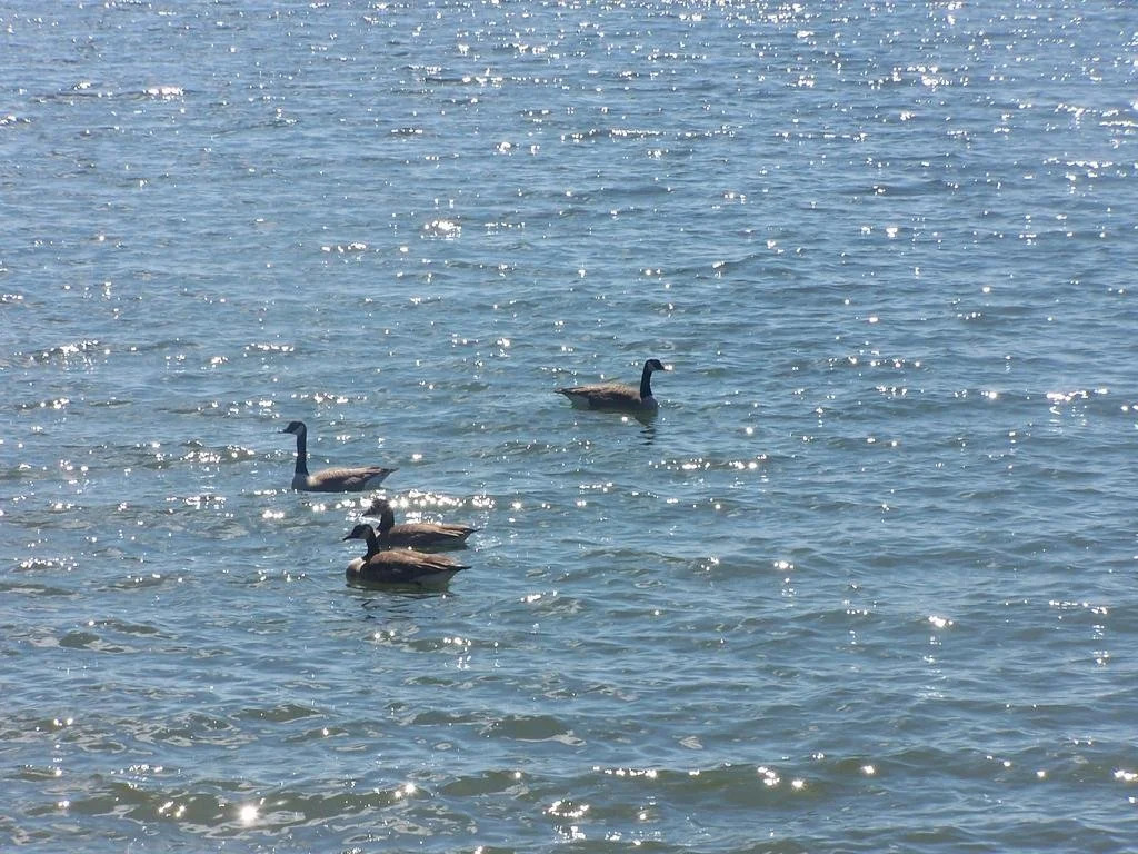 Alpine Lake Resort