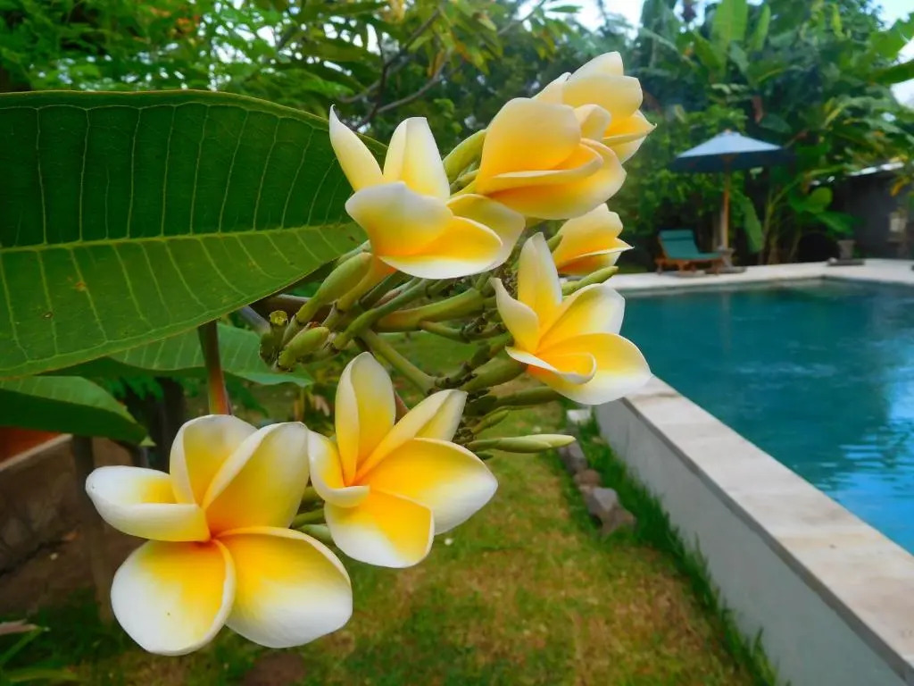 TEGAL SARI, Pemuteran- North Bali