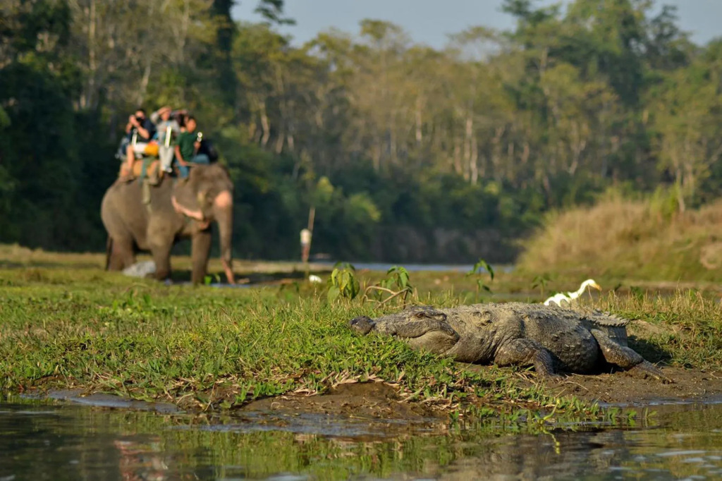 Travellers Jungle Camp-Sauraha