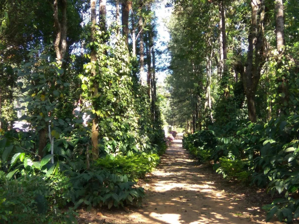 Heights Farm Stay - Nature Stay Near Madikeri