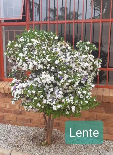 Die Rooi Windpomp