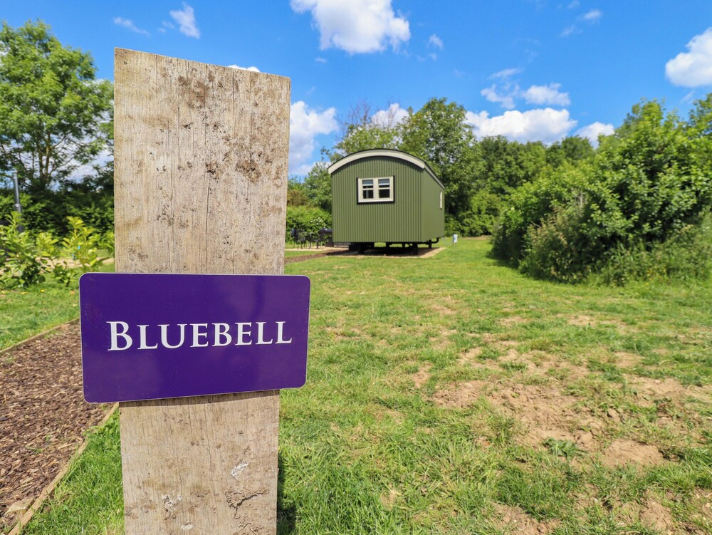 Bluebell