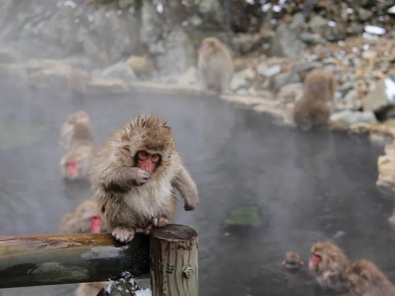 NOZARU ONSEN HOSTEL
