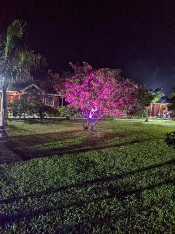 Mango Tree Farm