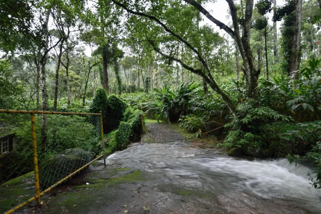 Mystic Mayapott Thekkady