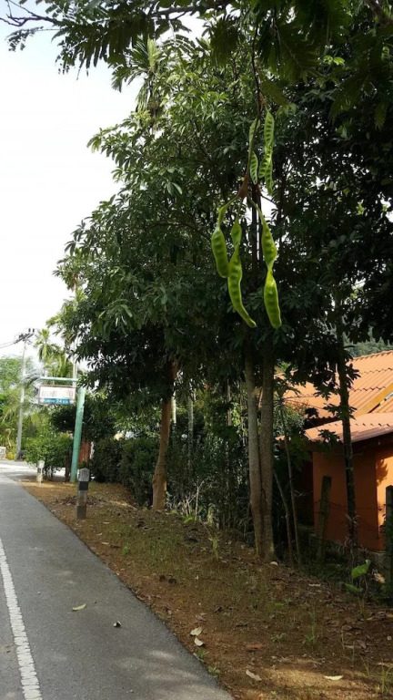 Sichon Resort