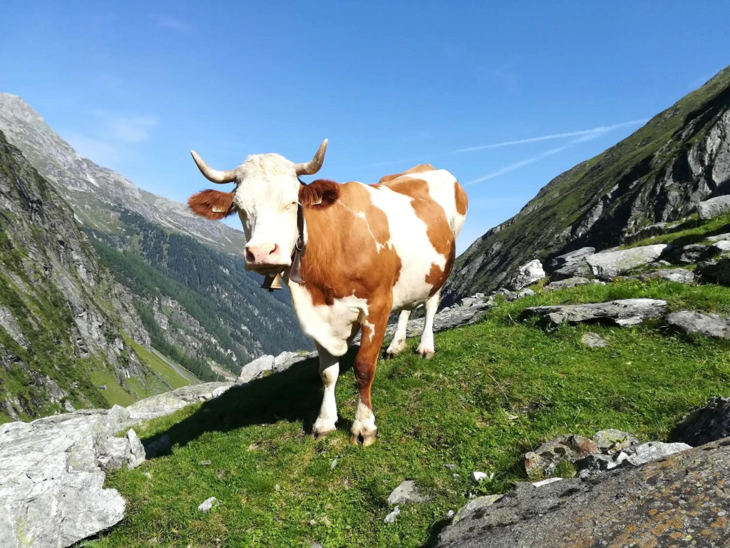 Mösenlehen