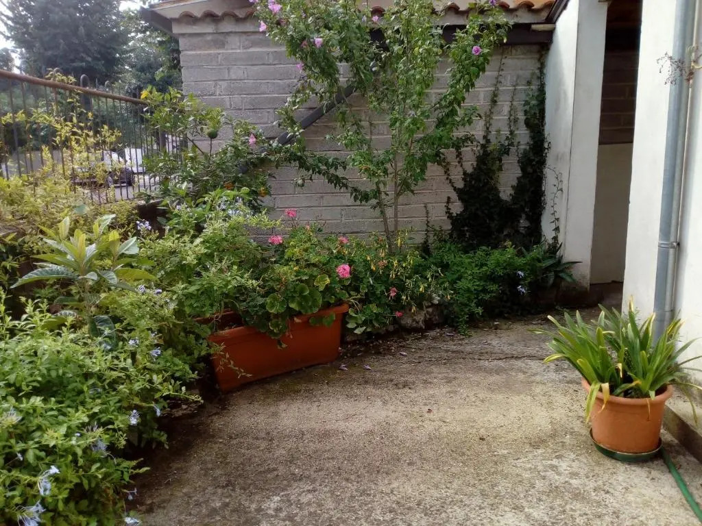 Il Cactus