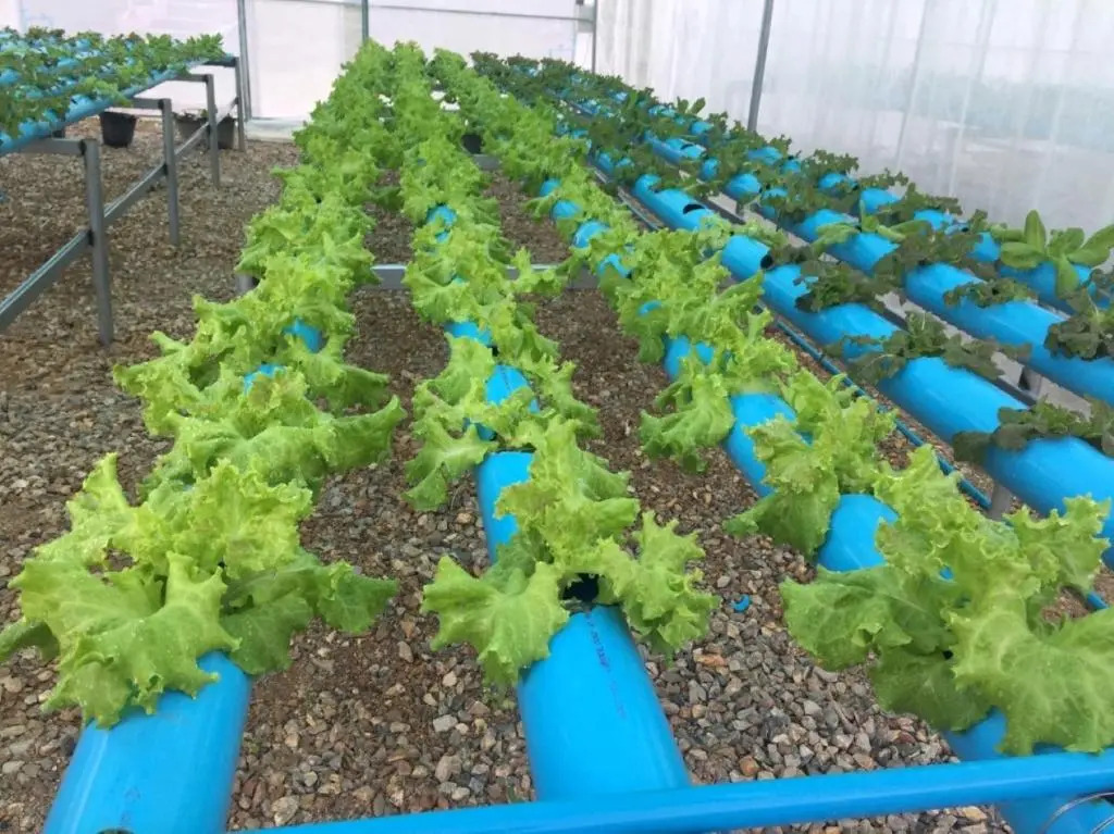 Ing Chan Farm /ไร่อิงจันทร์