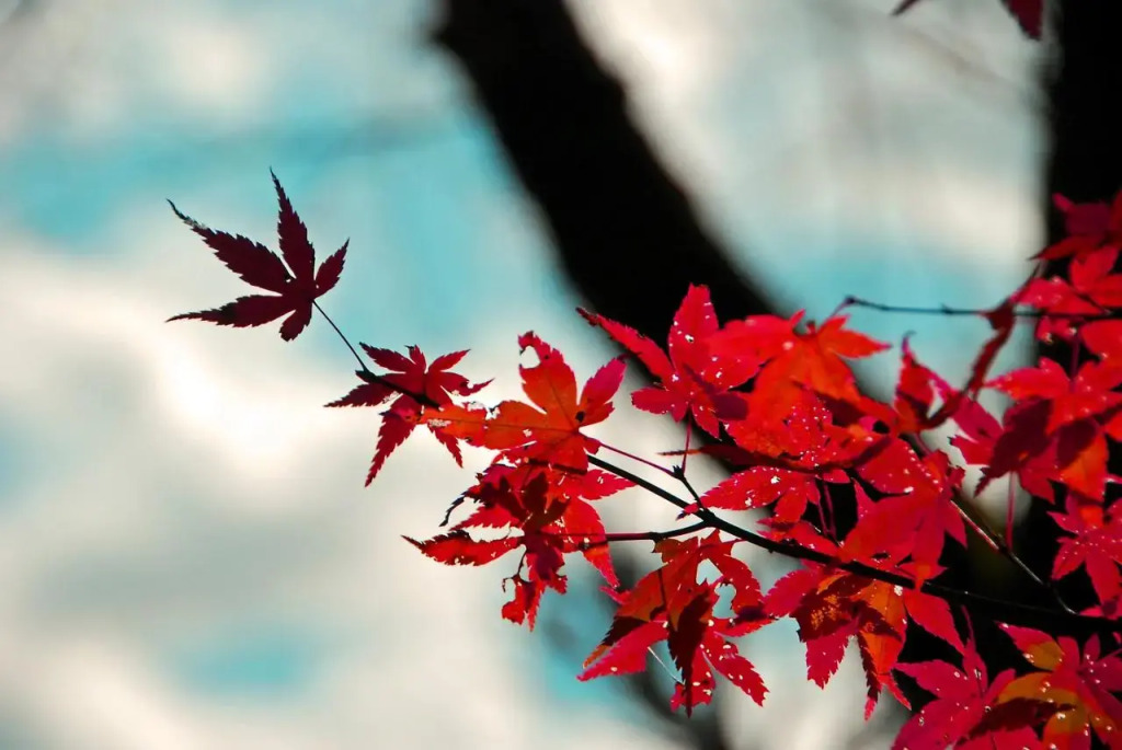 Stay SAKURA Kyoto Nijo Seasons