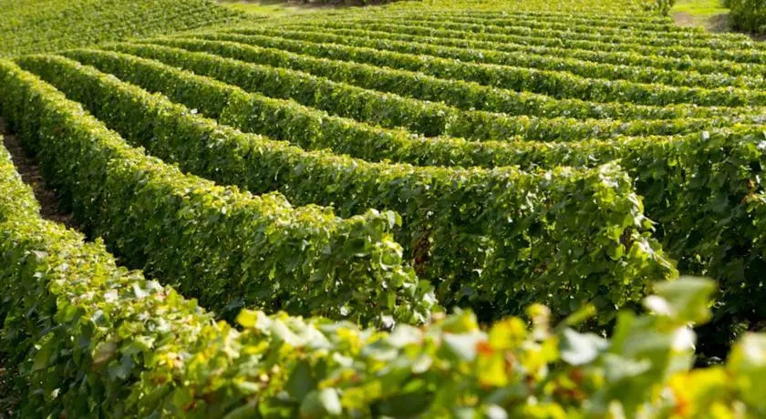 Coeur de Vigne