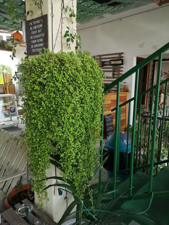 La Terraza Hostel