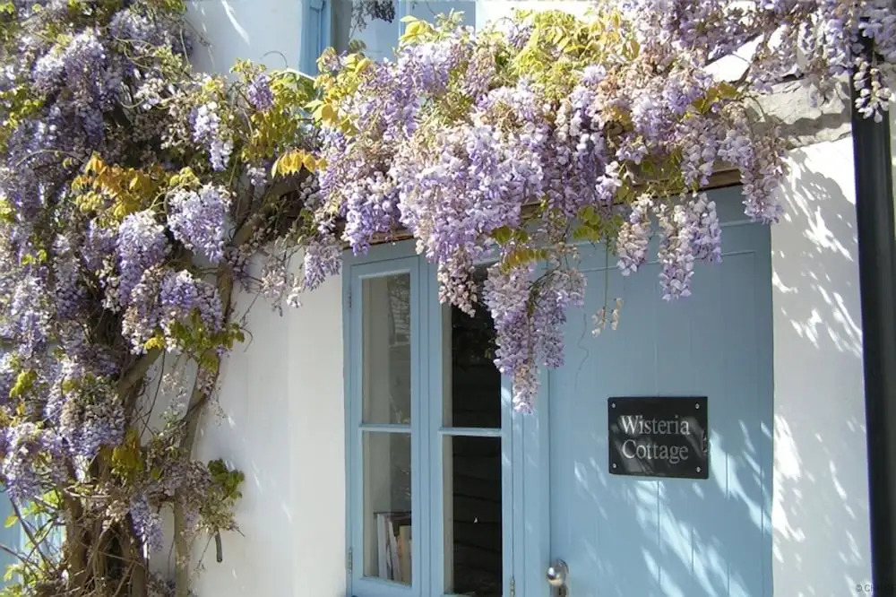 Croyde Wisteria Cottage