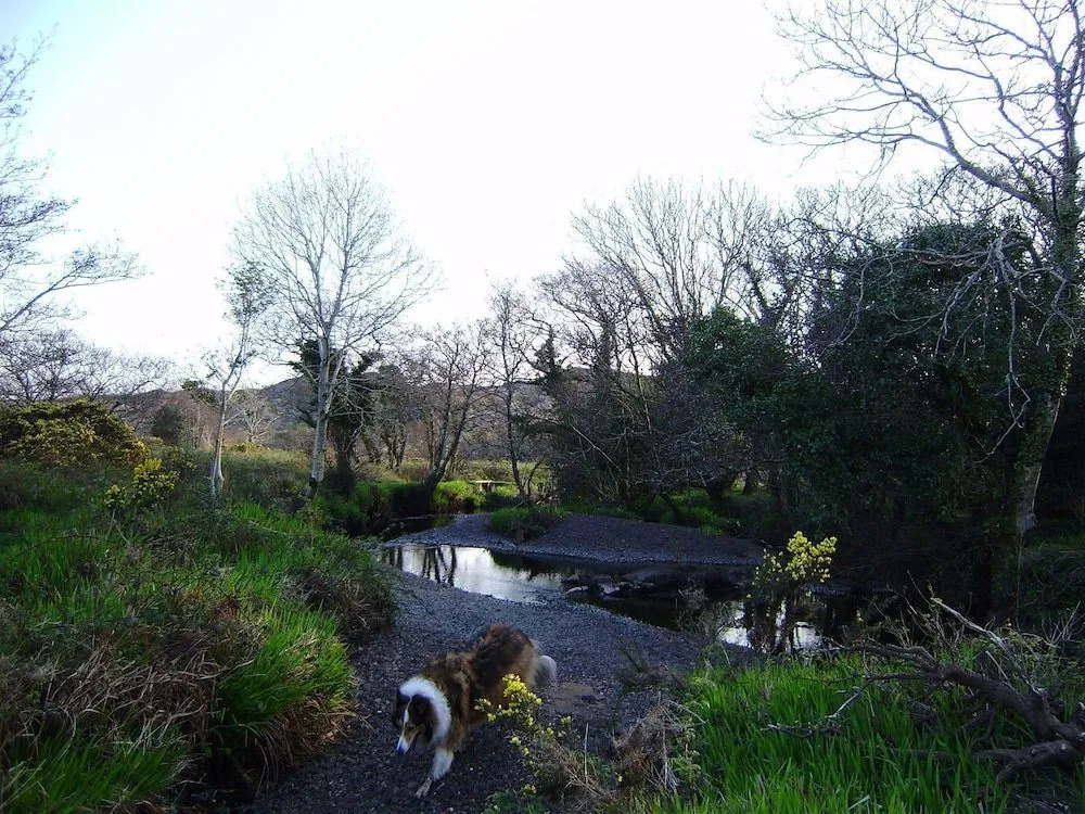 Cloverfox Connemara