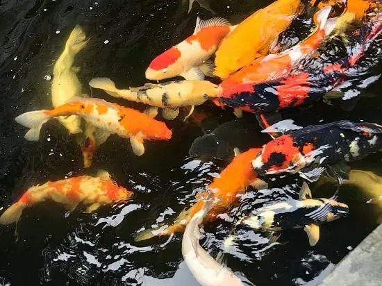 Yueshan Tinghai B&B