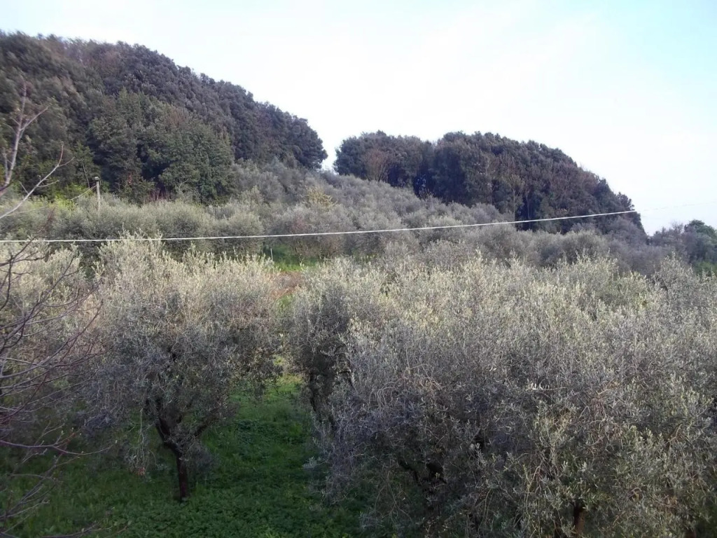 Caddelovi