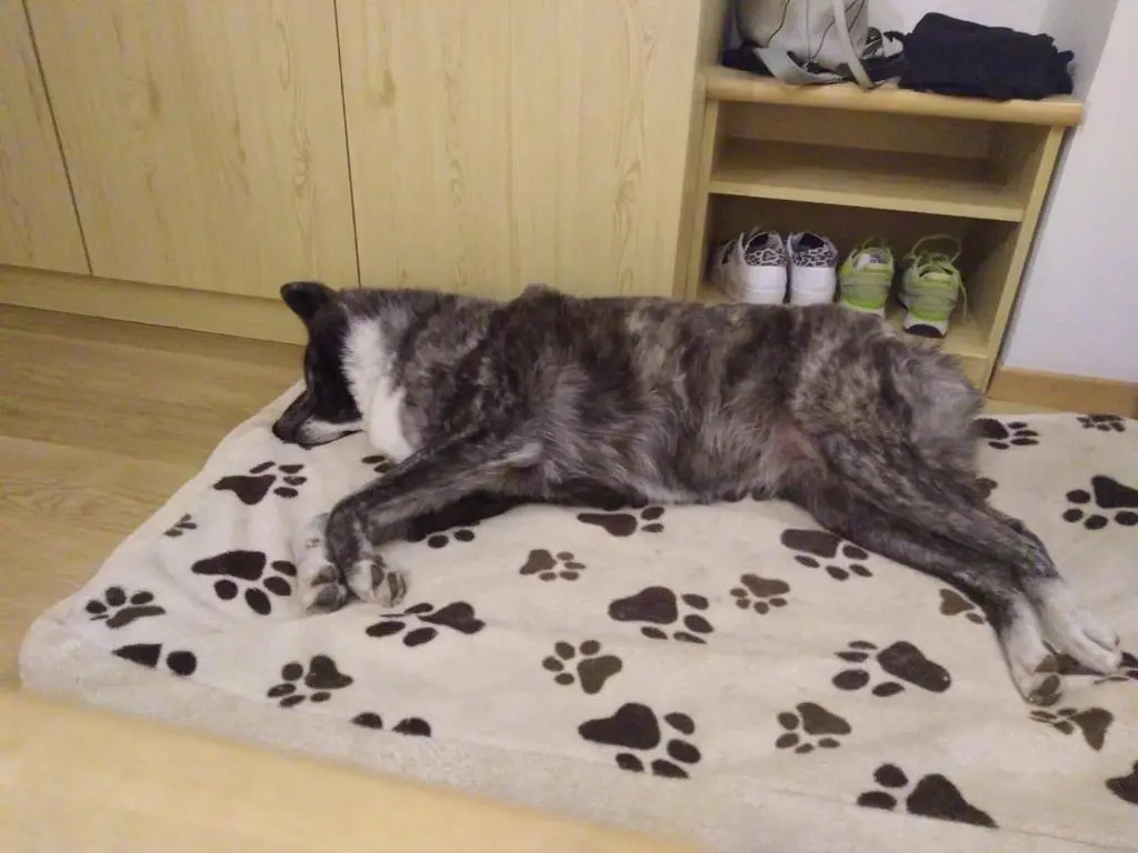 Alpine Touring Hotel-petfriendly