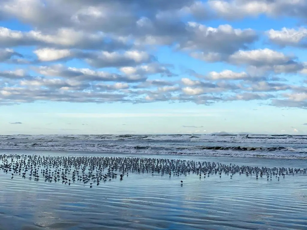 Tidal House #4