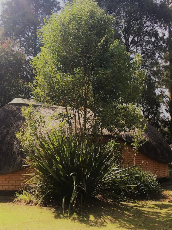 Summit Lodge