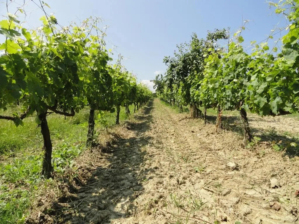 Poggio Novello