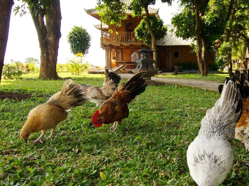 Shanti Loka Hotel