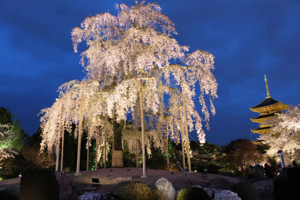 Stay SAKURA Kyoto Nijo Seasons