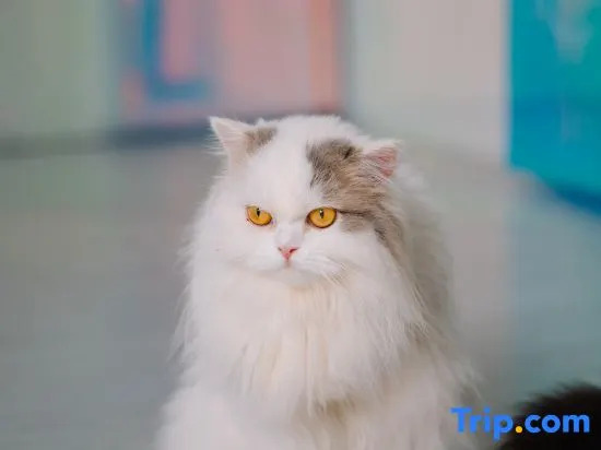 Meow Cat Cafe & Hotel