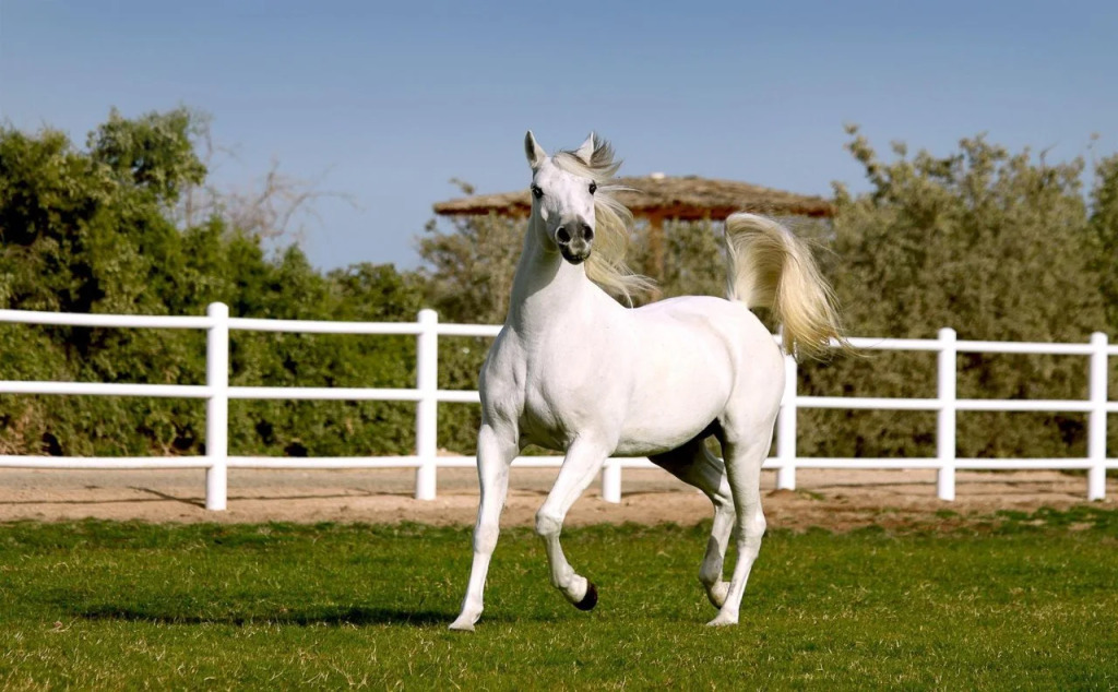 Anantara Sir Bani Yas Island Resorts