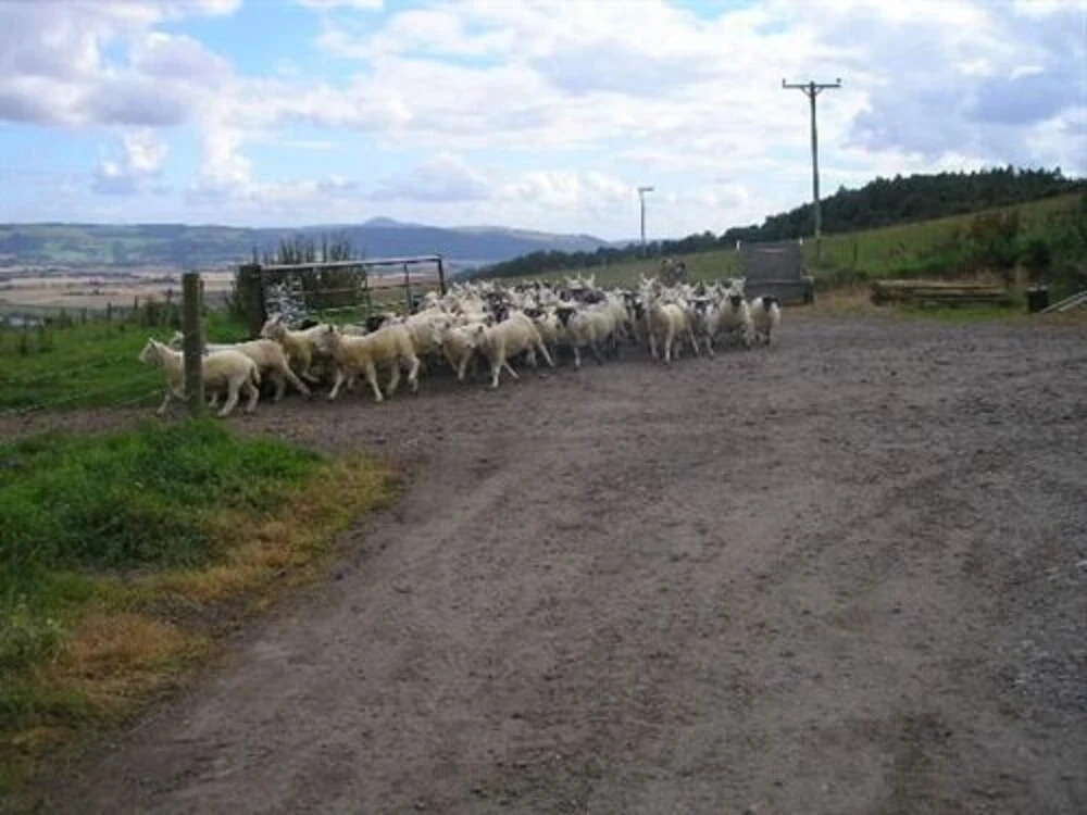 Northlees Farm
