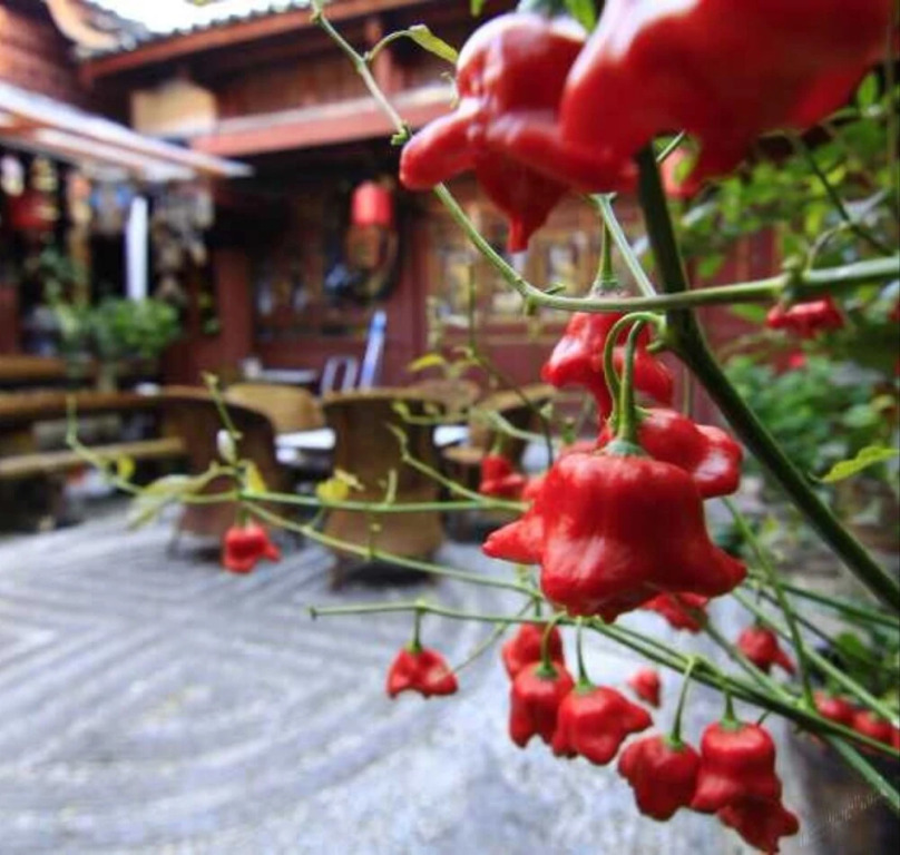 Yuejinglou Inn Lijiang