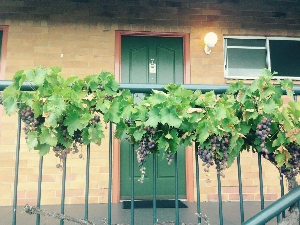 The Vines Motel & Cottages