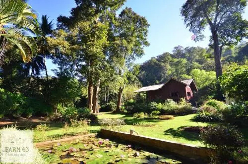 Farm63 Chiang Dao