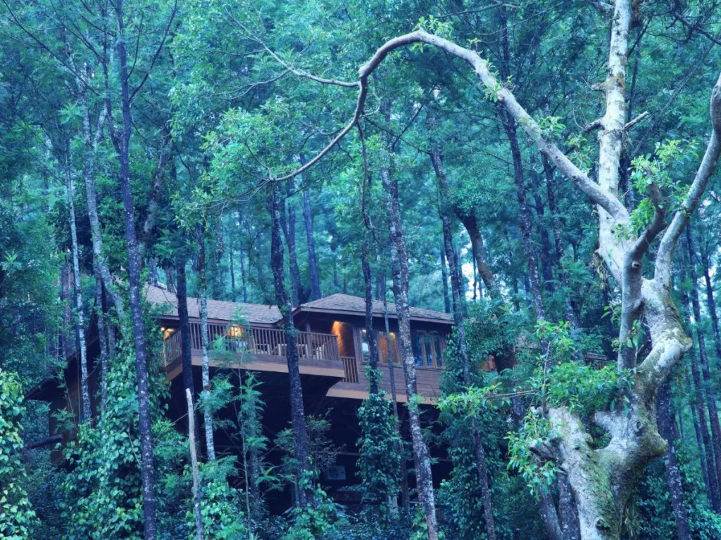 The Tamara Coorg