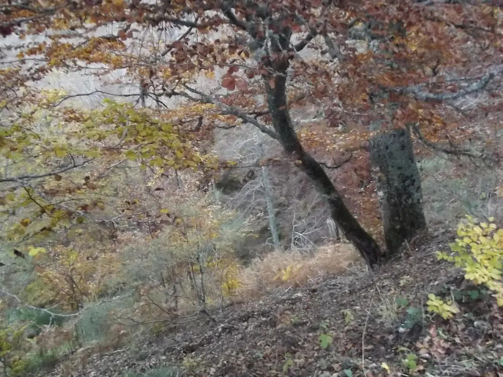 Montaña Palentina