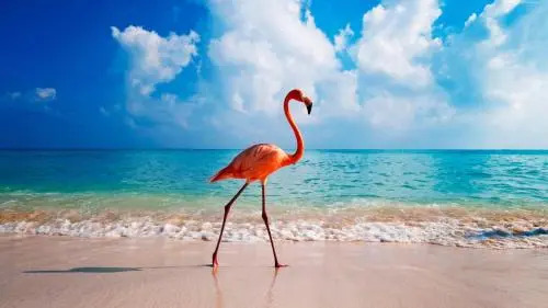 Flamingo Hostel Costinesti