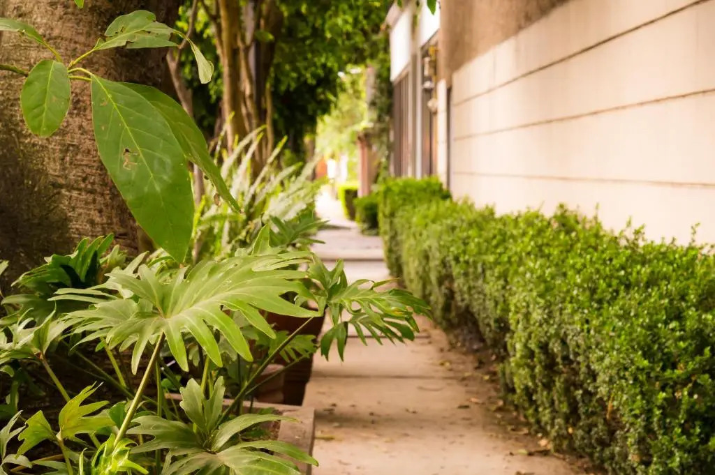 Suite 4B Bazzar, Garden House, Welcome to San Angel