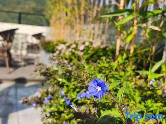 Jiuzhaixiao Residence (Shunde Happy Coast PLUS Store)