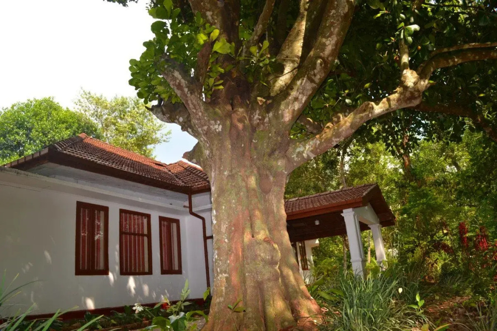 Ivy Banks Anniewatte Guest House