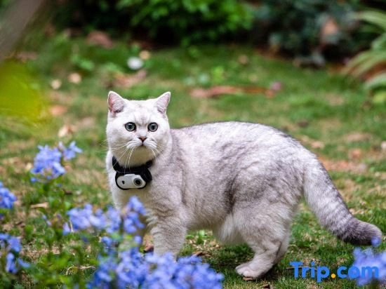 YOOOO·changgong's Meow Garden