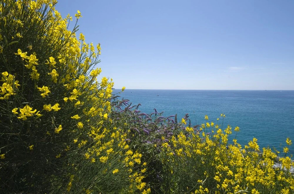 Affitti Brevi Liguria - La Fiorita