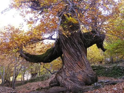Casa Rural Arbequina - Naturaleza y Calma en el Valle del Ambroz