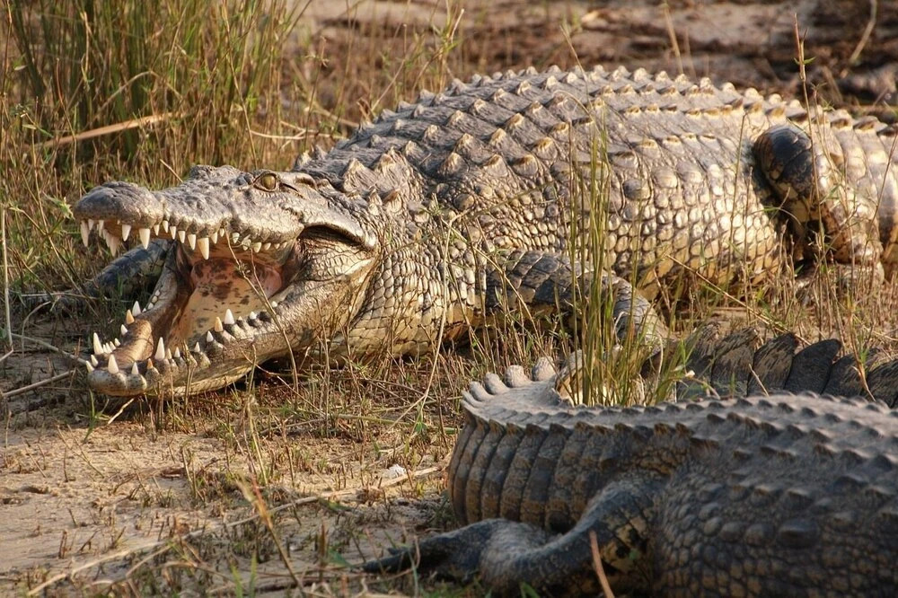 Victoria Lake View Guesthouse & Safaris