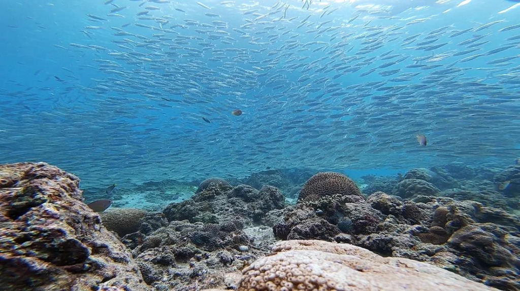 Pescadores Suites Moalboal