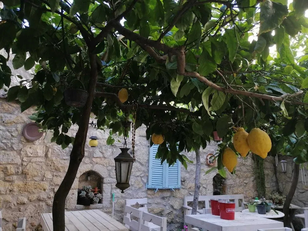 kaktüshan otel