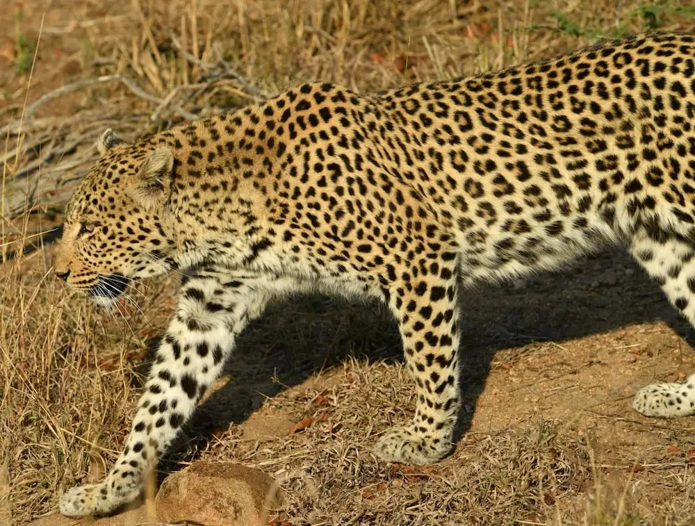 Bona Ngwenya Lodge & Safaris