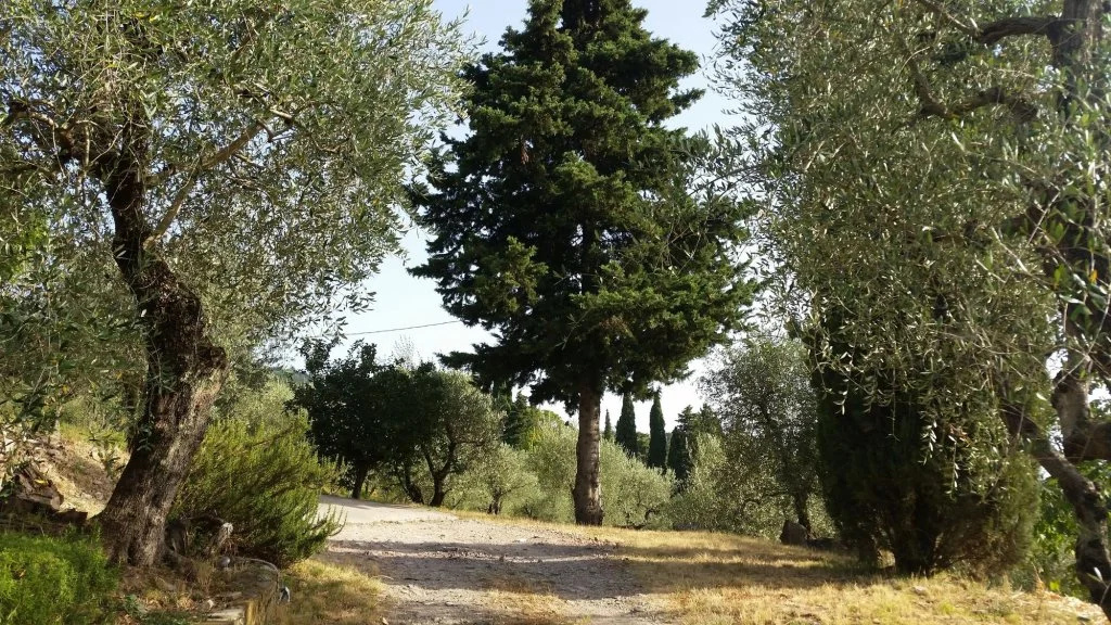 Poggio Oliva